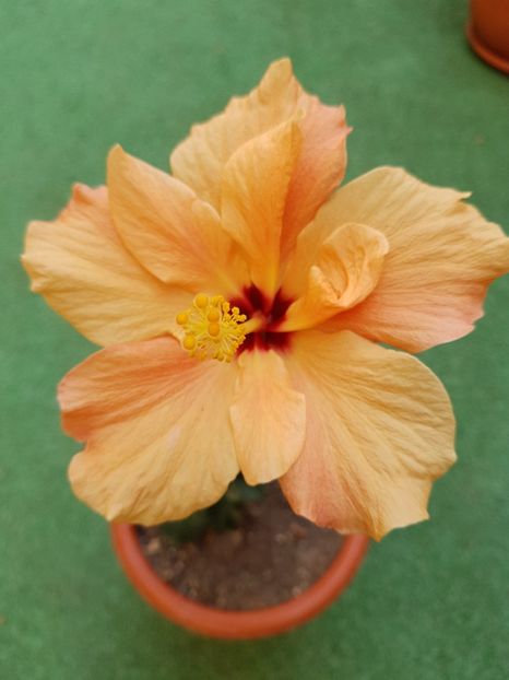  - 1-2 HIBISCUS
