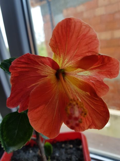  - 1-2 HIBISCUS