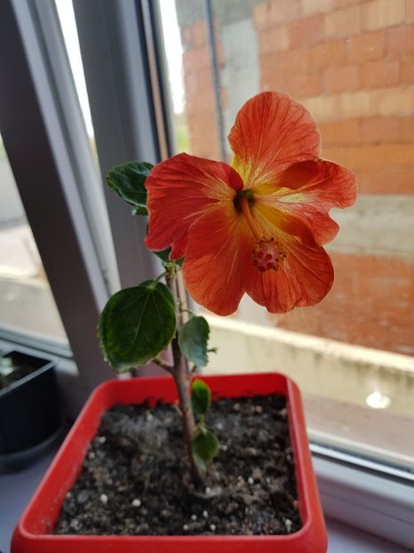  - 1-2 HIBISCUS