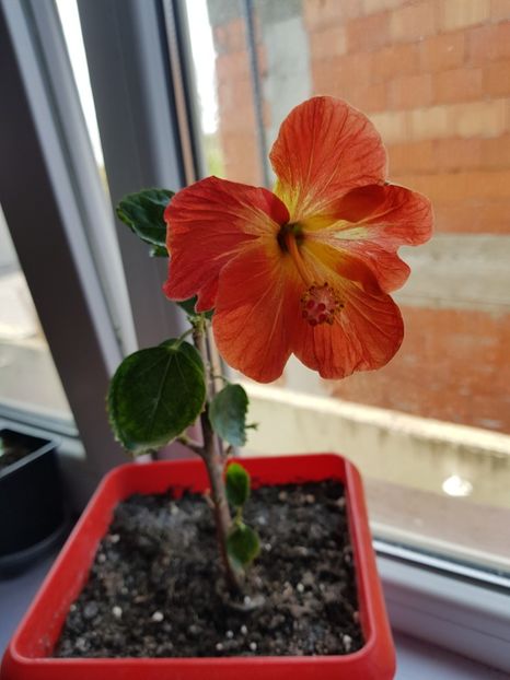  - 1-2 HIBISCUS