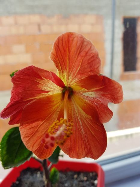  - 1-2 HIBISCUS