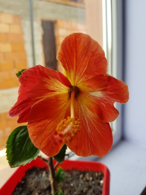  - 1-2 HIBISCUS