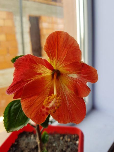  - 1-2 HIBISCUS