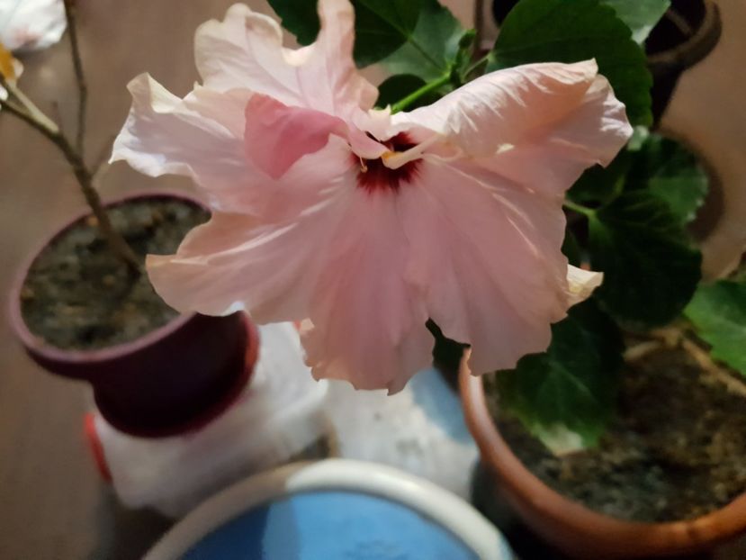  - 1-2 HIBISCUS