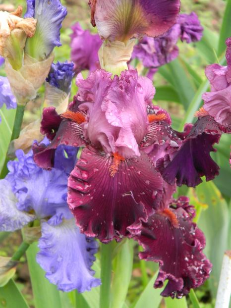 Up in flames - Irisi 2019