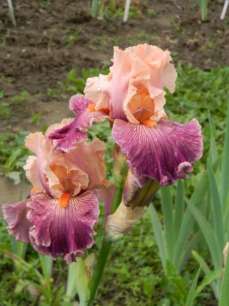 Full of magic - Irisi 2019