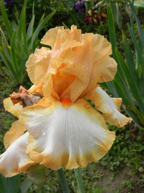 orange titan - Irisi 2019