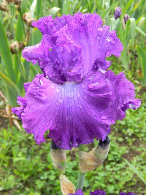 Aristocracy - Irisi 2019