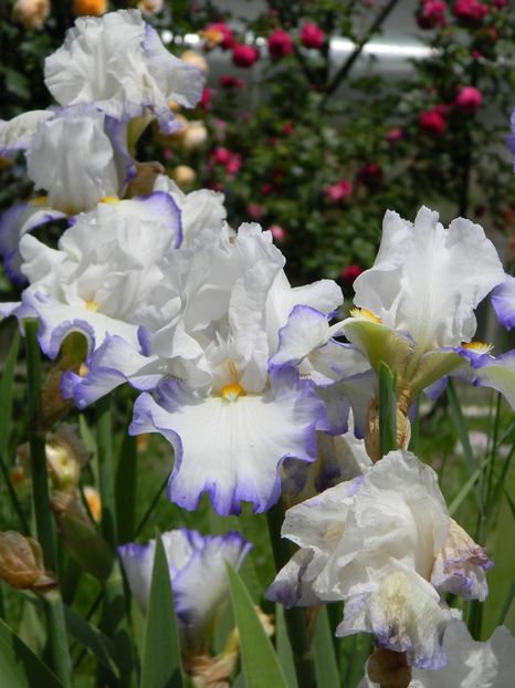 Queens circle - Irisi 2019