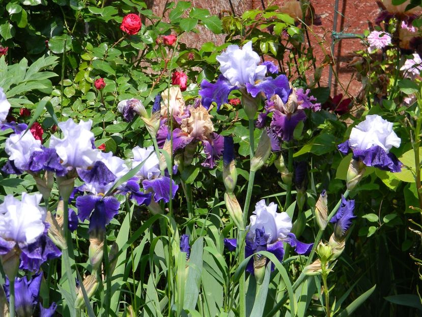 Sertse okeanu - Irisi 2019