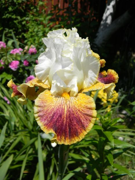 sordid lives - Irisi 2019