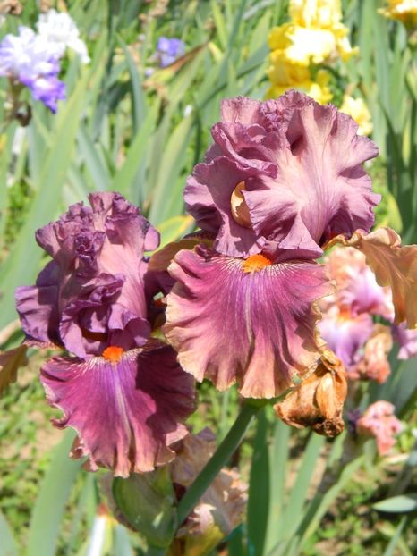 Fly your colours - Irisi 2019