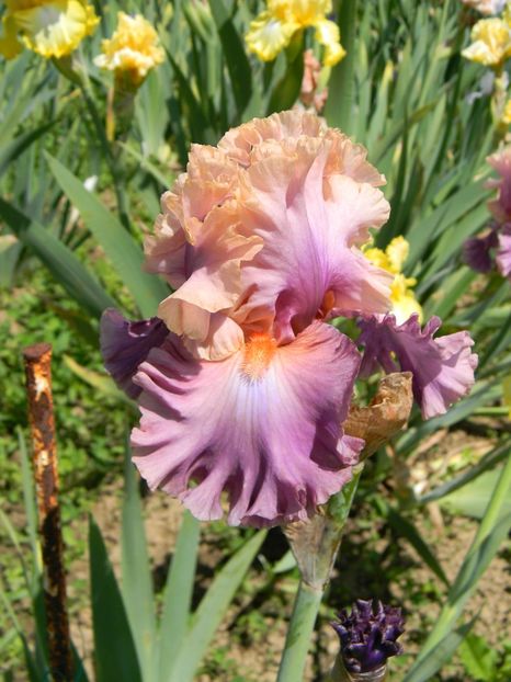 Photogenic - Irisi 2019