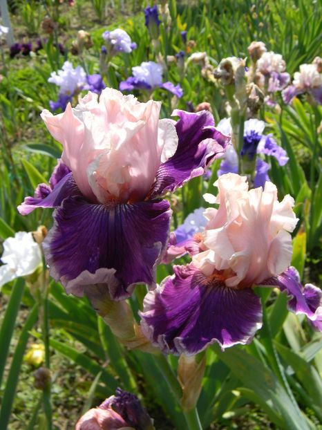 Beauty contest - Irisi 2019