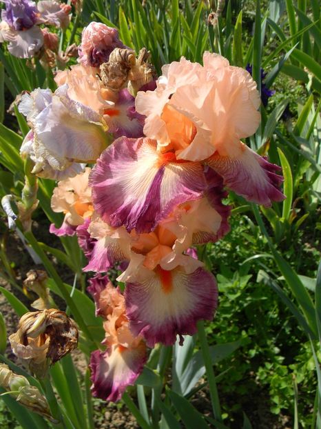 Come away with me - Irisi 2019