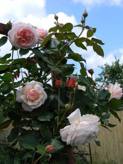 A Shropshire lad - - Colectie trandafiri