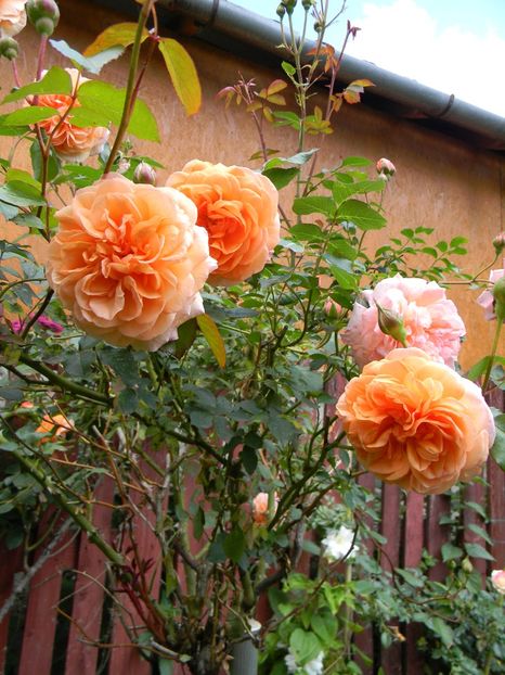 Louise Clements - Trandafiri 2019