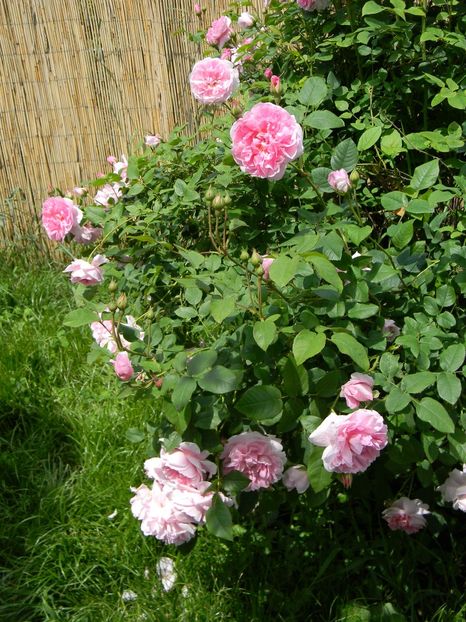 Cottage rose - Trandafiri 2019