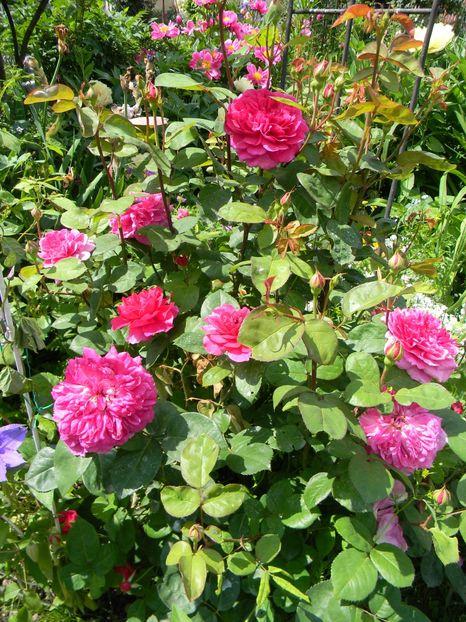 sophy's rose - Trandafiri 2019