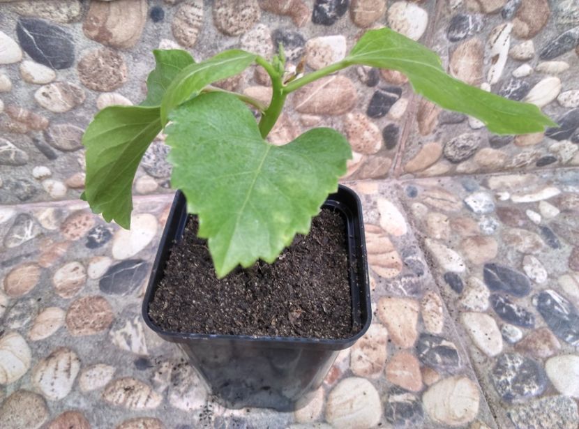  - Hibiscusi 2019