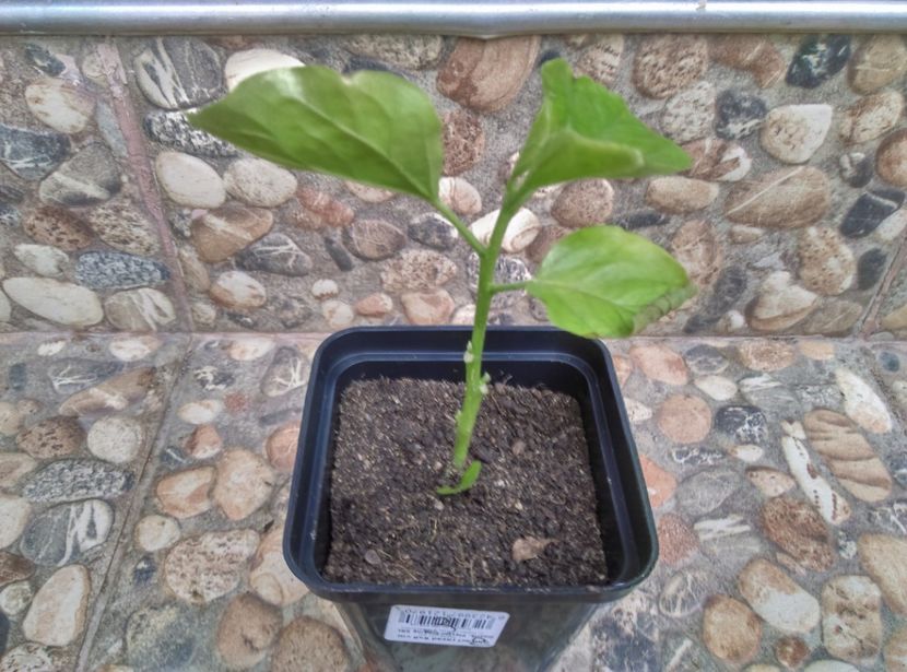  - Hibiscusi 2019
