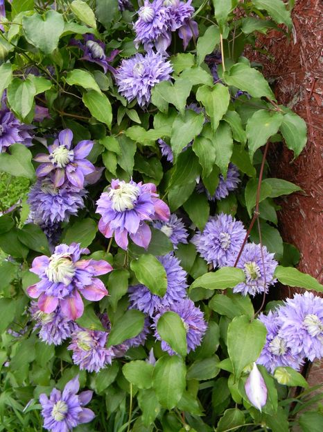 Diamantina - Clematite 2019