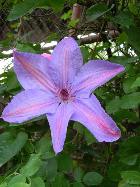 Minister - Clematite 2019