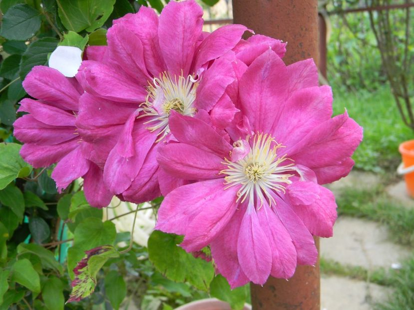 Red star - Clematite 2019