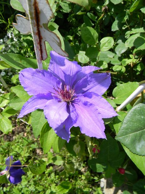 Parisienne - Clematite 2019