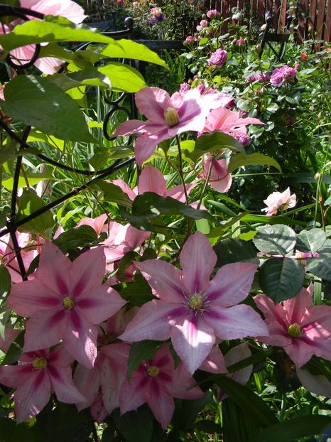 Rosamunde - Clematite 2019