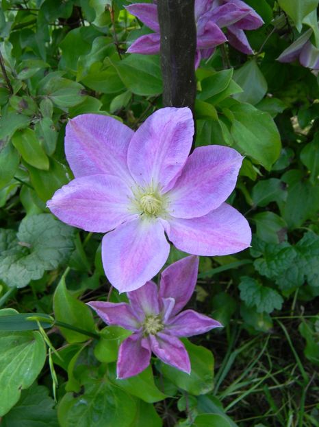 Change of heart - Clematite 2019