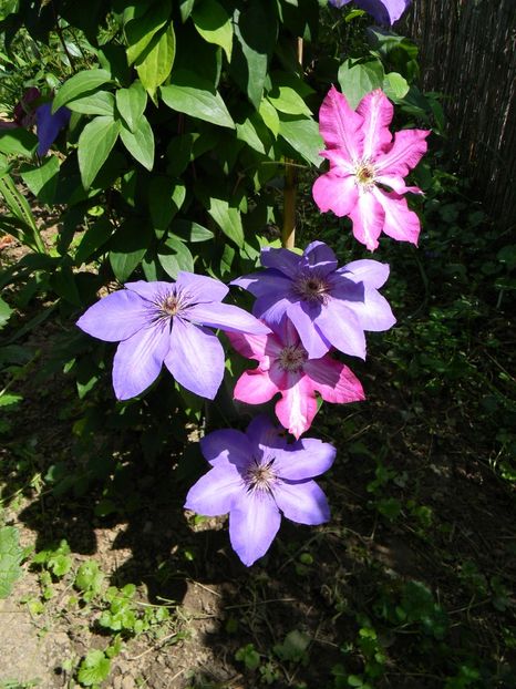 Xerxes/Viva Polonia - Clematite 2019