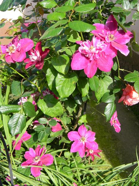 My darling - Clematite 2019