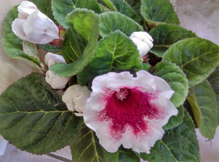  - Gloxinia 2019