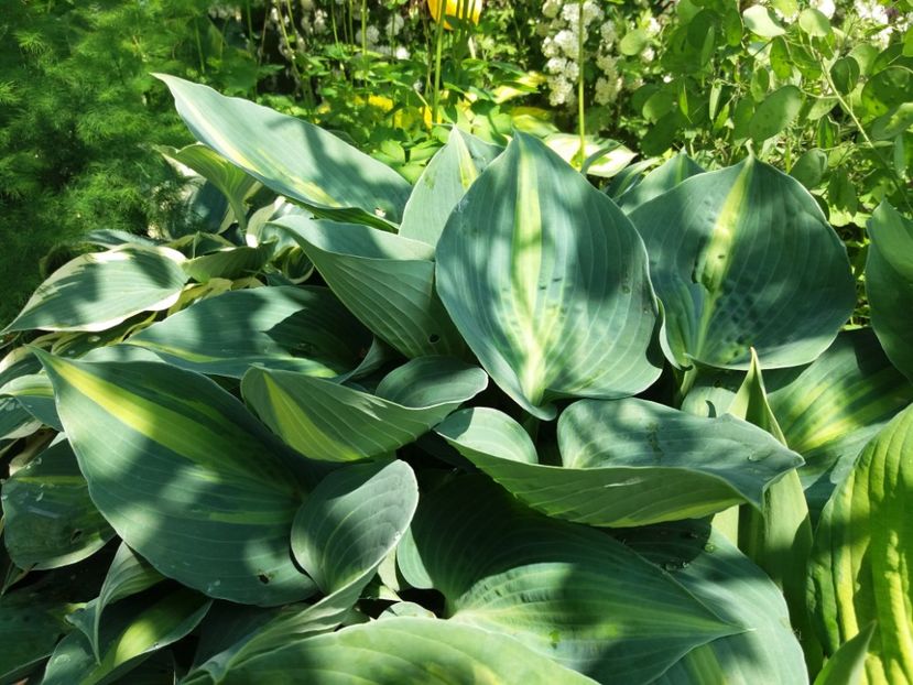 Touch of Class - Hosta 2019