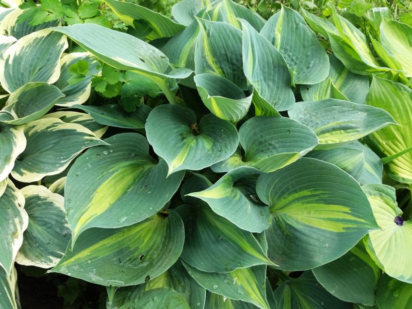 Touch of Class - Hosta 2019