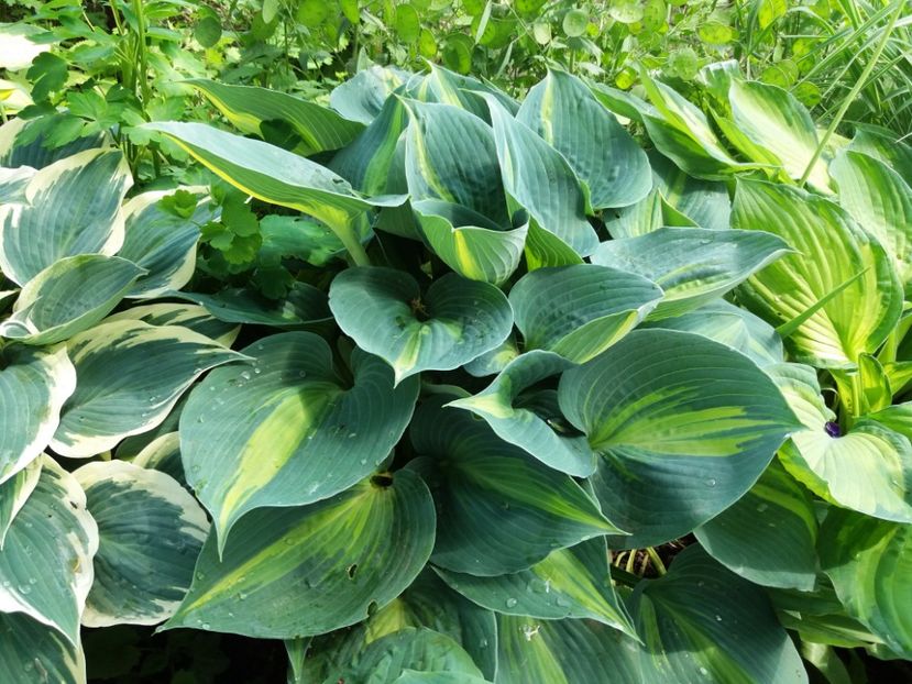Touch of Class - Hosta 2019