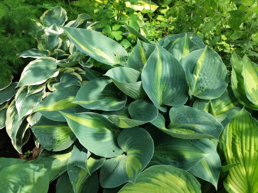 Touch of Class - Hosta 2019