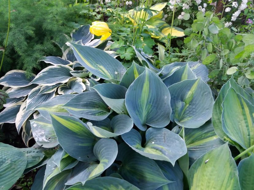 Touch of Class - Hosta 2019