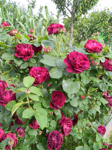 Souvenir du dr J - Trandafiri 2019