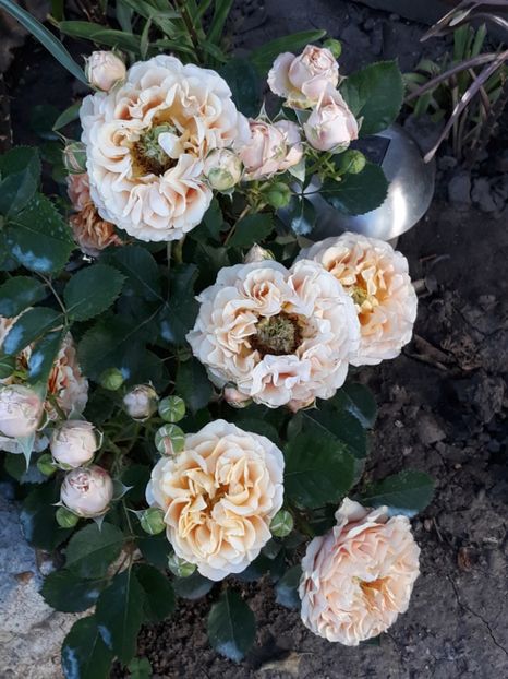  - Luna Mai in grădina mea 2019