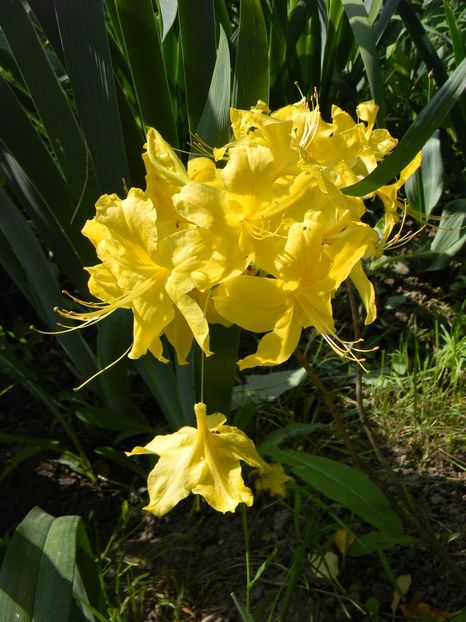 Anneke - 1 Grădina 2019