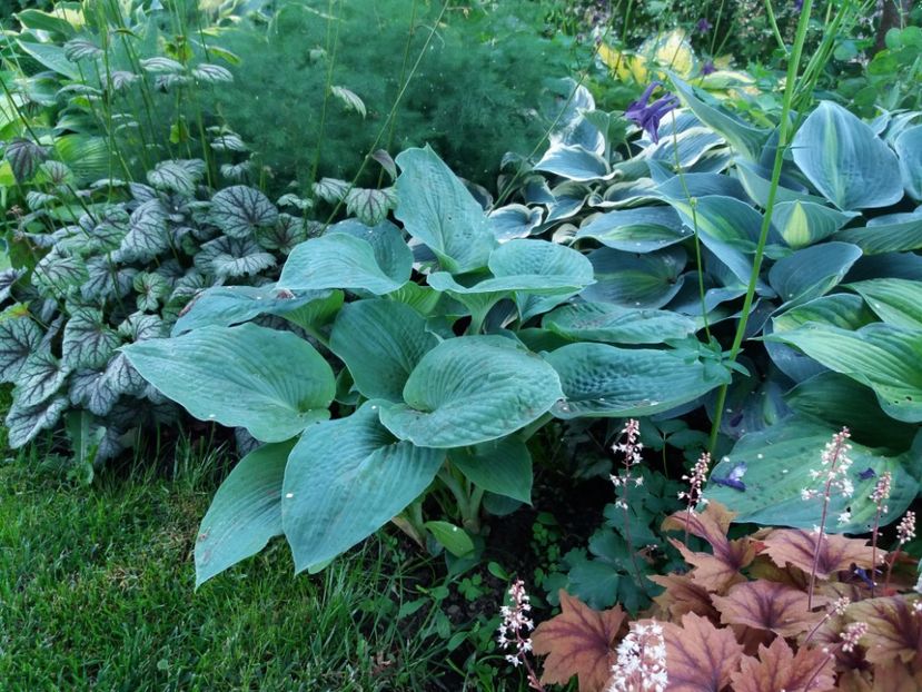 Sieboldiana Elegans - Hosta 2019