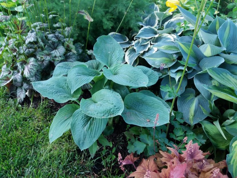 Sieboldiana Elegans - Hosta 2019