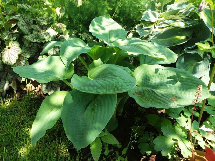 Sieboldiana Elegans - Hosta 2019