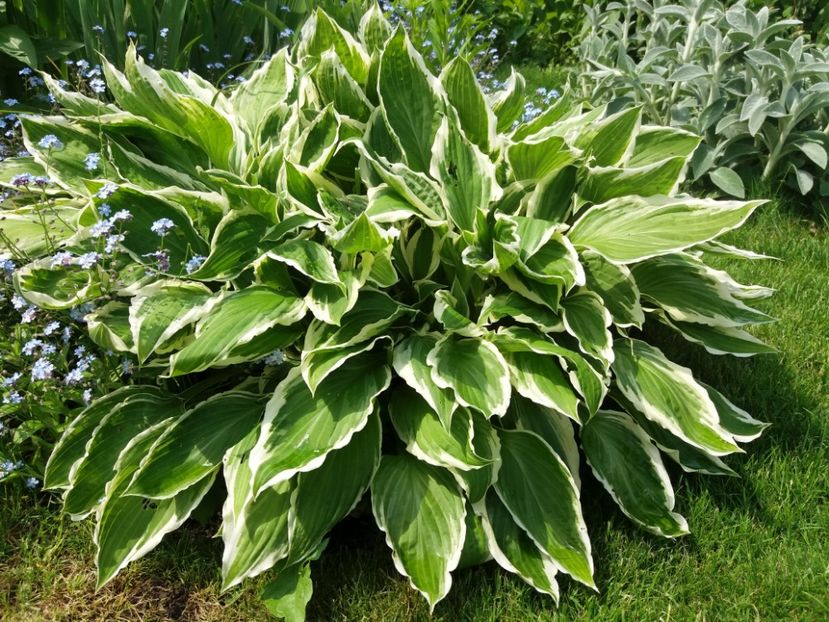 Undulata Albomarginata - Hosta 2019