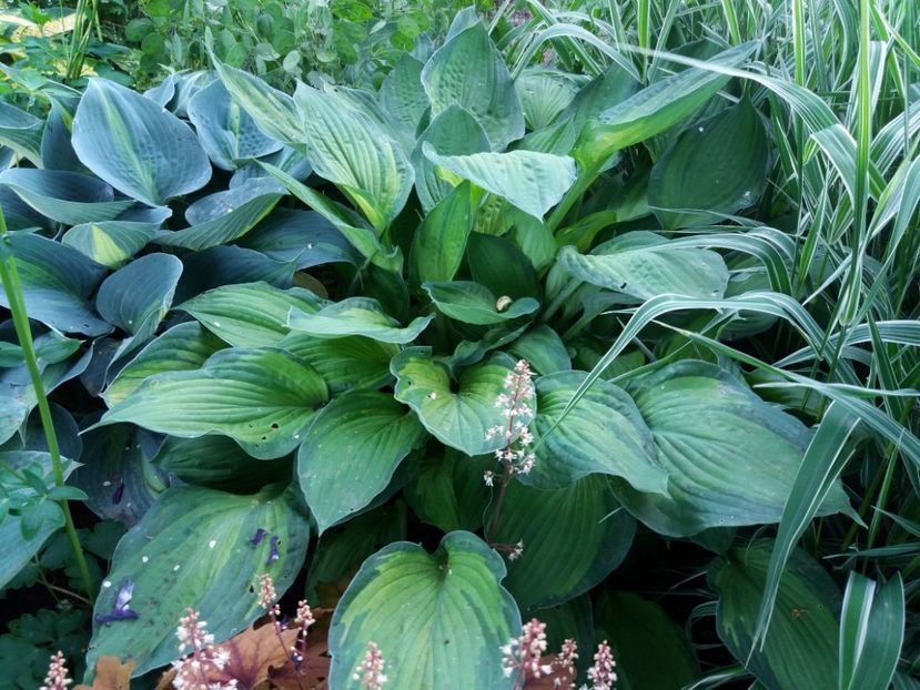 Fortunei Albopicta - Hosta 2019