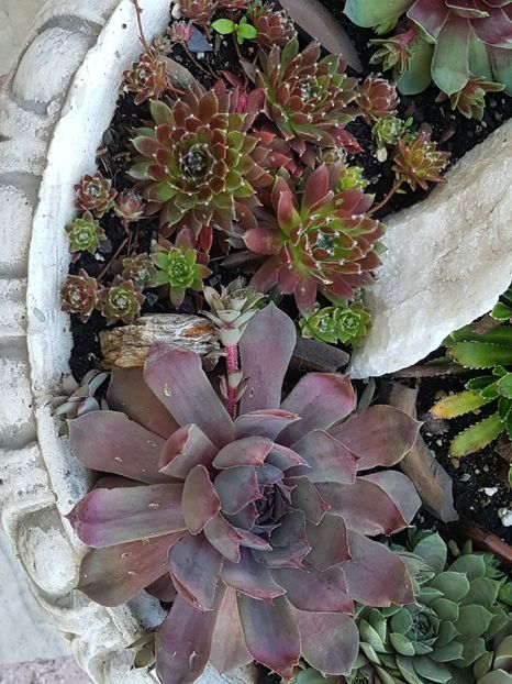  - Suculente de exterior 2018-2021