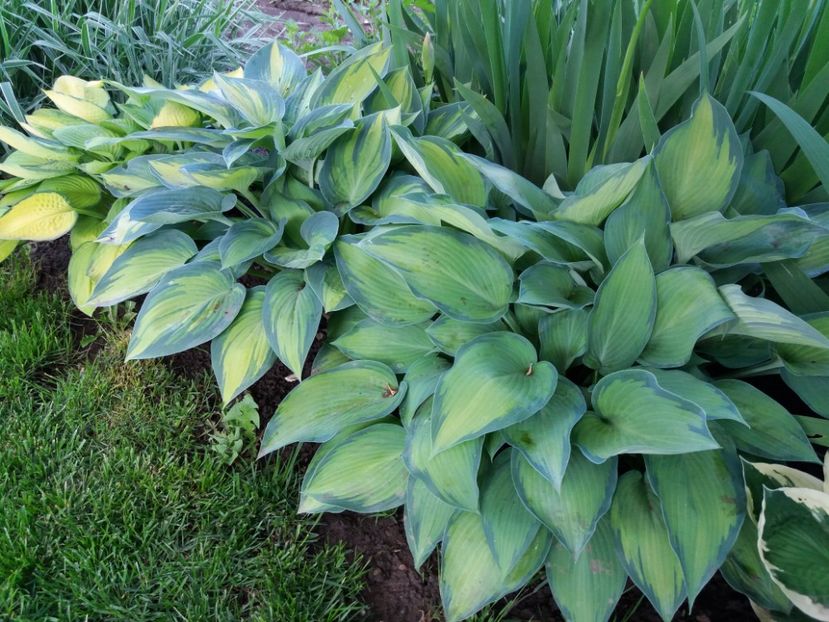 Janet,June,Katherine Lewis - Hosta 2019