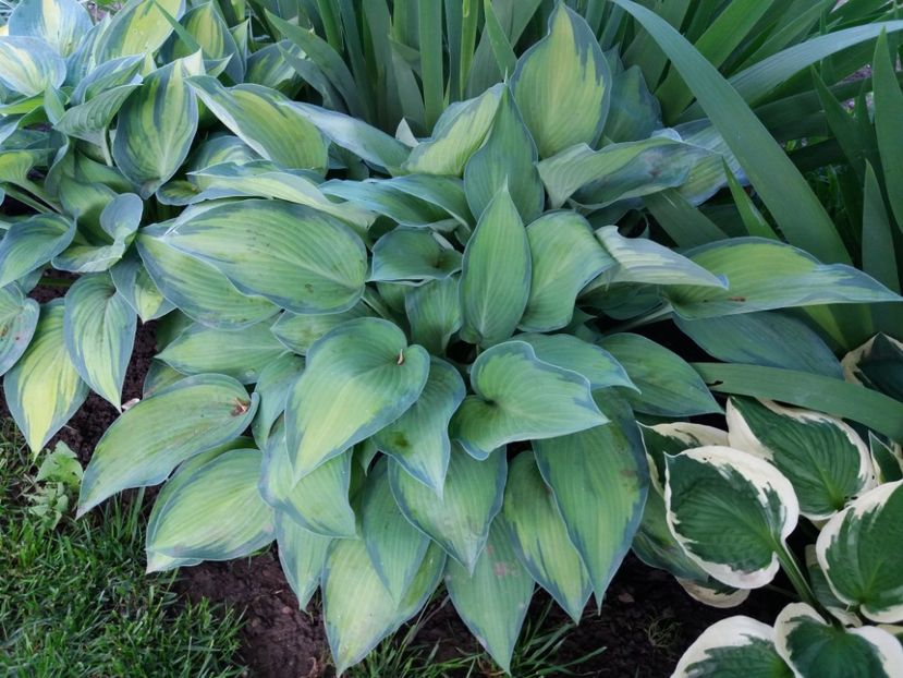 Katherine Lewis - Hosta 2019